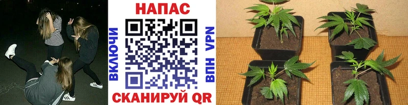 Купить закладки Мураши Каннабис индика